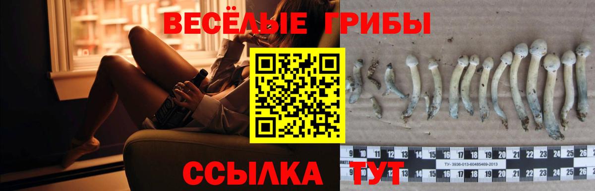 Галлюциногенные грибы Psilocybe Киржач